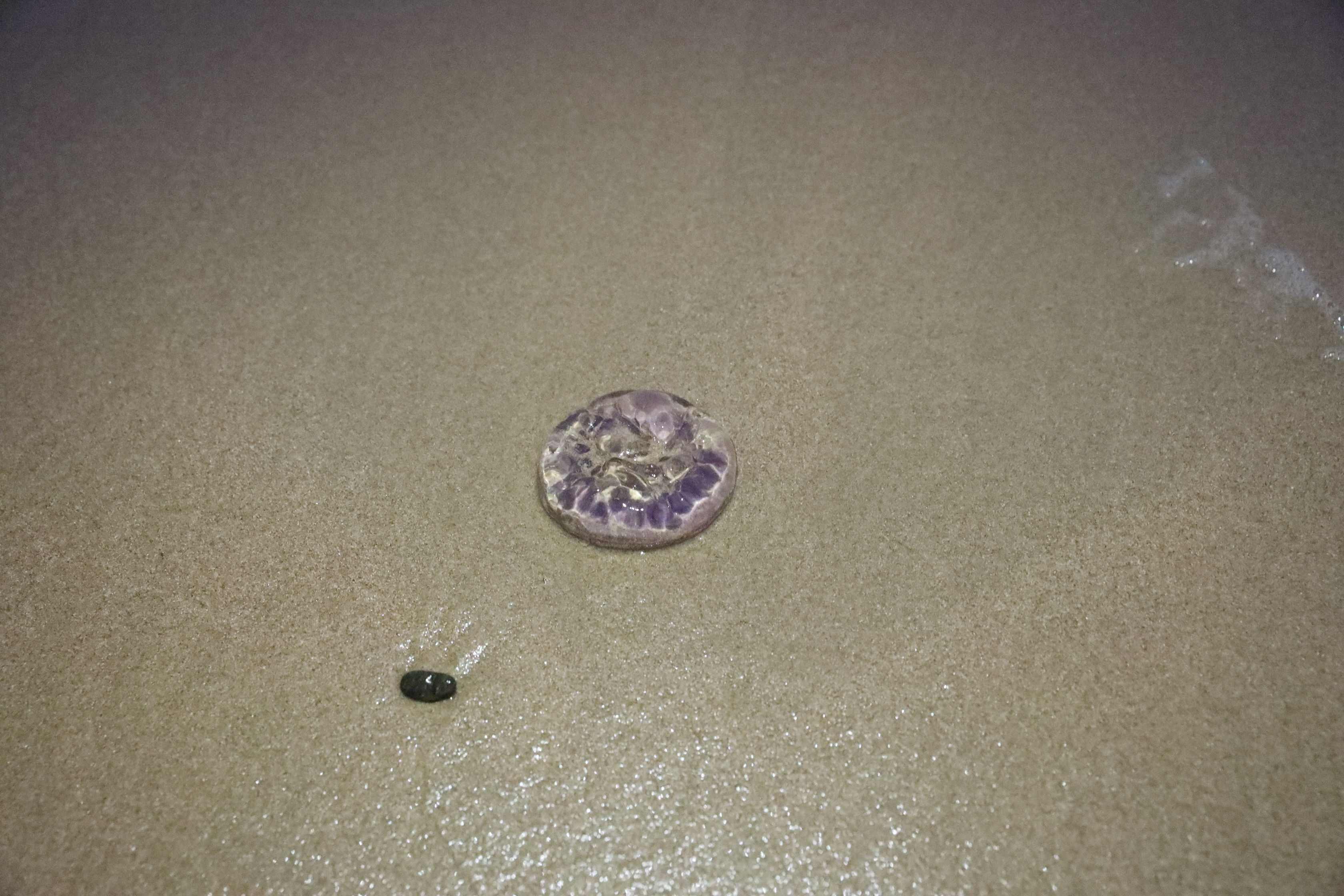 2020 01 13 20 19 01 Canon EOS 5D Mark IV 0011